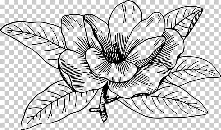 728x428 southern magnolia chinese magnolia magnolia campbellii flowering - Dogwood Drawing
