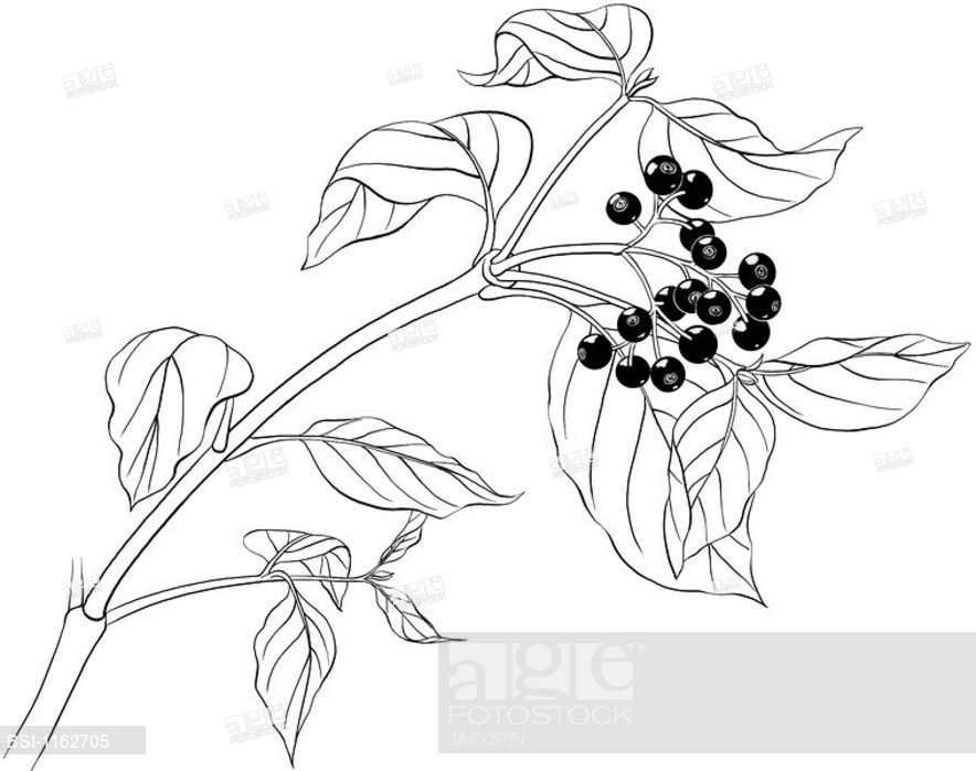 884x699 Bloodtwig Dogwood, Drawingltbrgtbloodtwid Dogwood Fruit - Dogwood Drawing
