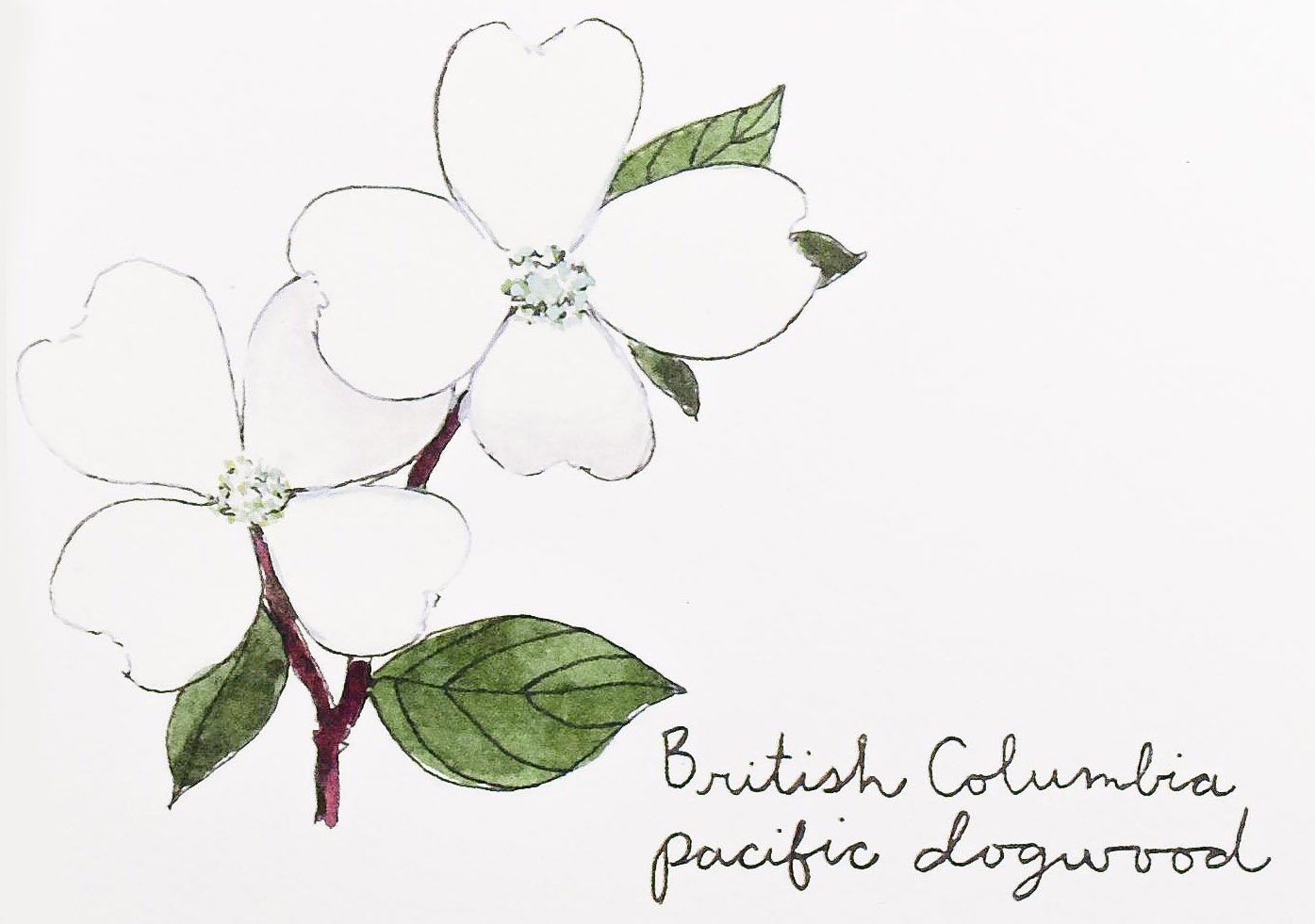1395x981 british columbia pacific dogwood field day paper - Dogwood Drawing