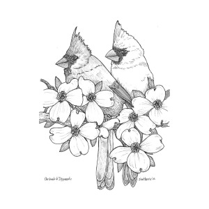 300x300 Cardinals And Dogwoods Drawing - Dogwood Drawing