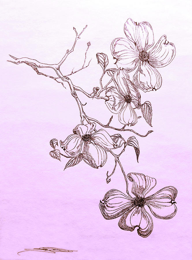 665x900 cascade dogwood drawing - Dogwood Drawing