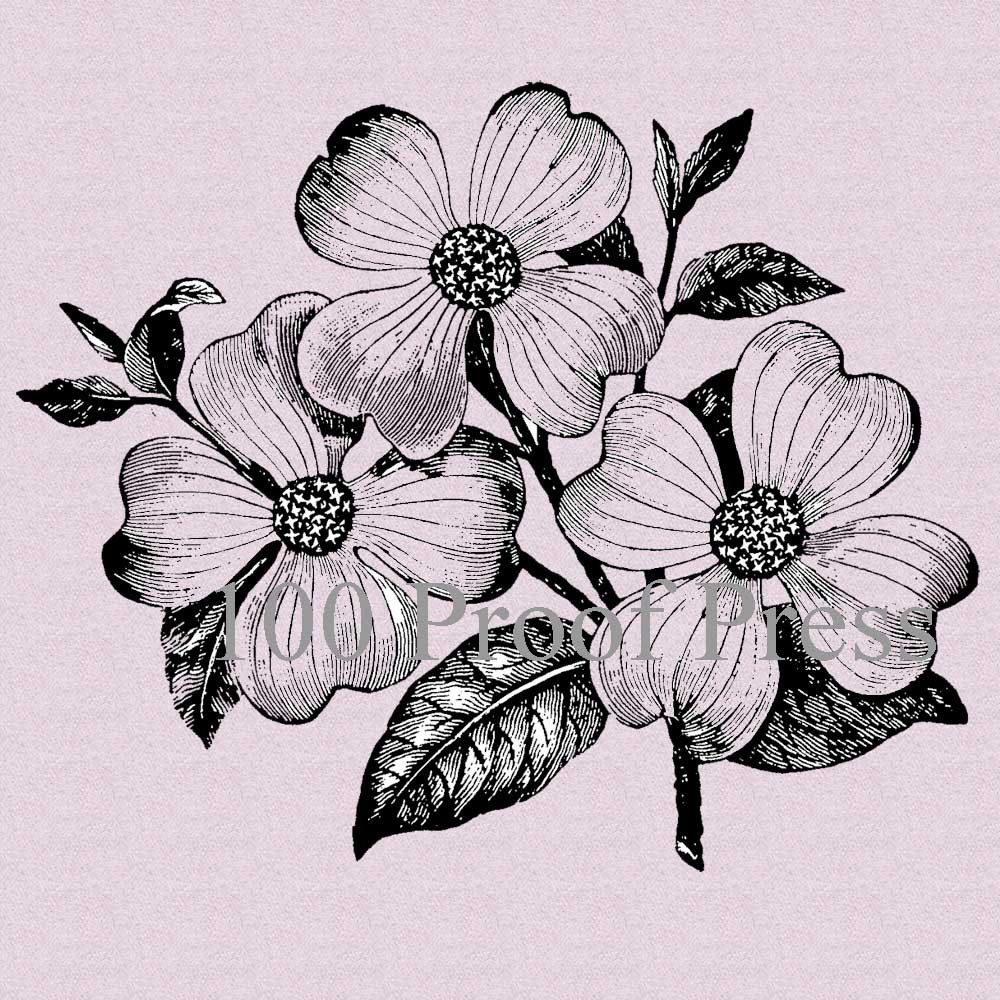 Dogwood Flower Drawing at Explore collection of