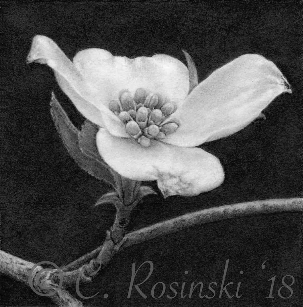 1187x1202 dogwood flower drawing carol's drawing blog - Dogwood Flower Drawing
