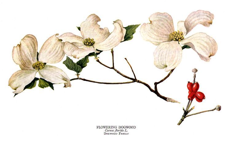 736x480 Dogwood Tree Flower Drawing - Dogwood Flower Drawing