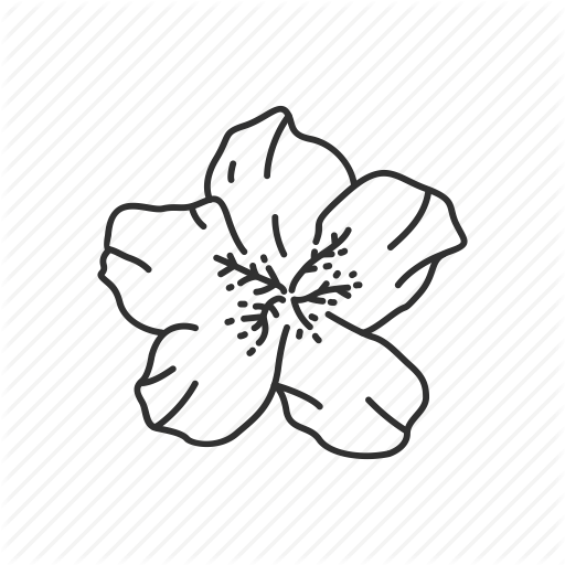 512x512 Dogwood Flower Drawing Pictures And Cliparts, Download Free - Dogwood Flower Drawing