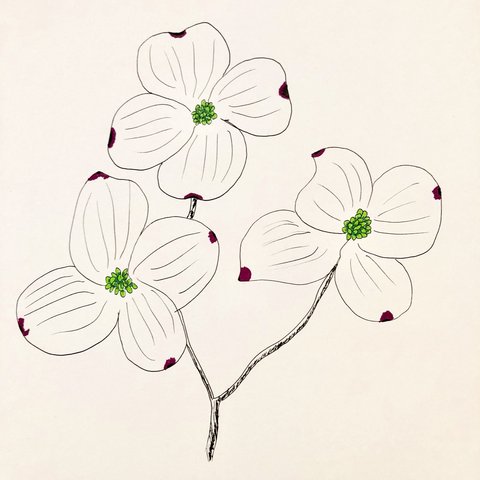 480x480 Dogwood Flower Illustrative Drawing Pen And Ink Original - Dogwood Flower Drawing