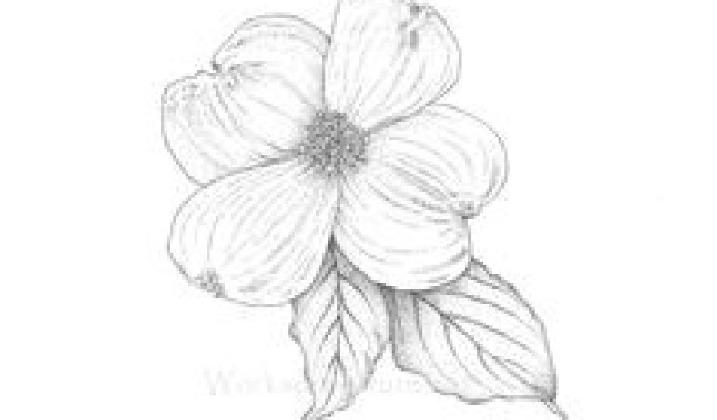 1024x600 Drawing Of Dogwood Flower Best Dogwood Flowers Images Dogwood - Dogwood Flower Drawing