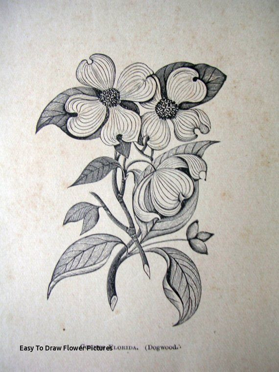 570x760 Easy To Draw Flower Pictures Paper Ephemera Drawing Of Dogwood - Dogwood Flower Drawing