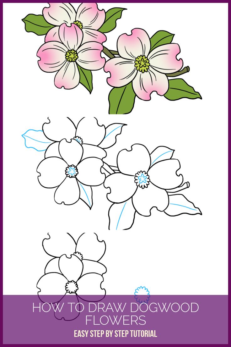736x1104 Flowers Drawings Inspiration Learn How To Draw Dogwood Flowers - Dogwood Flower Drawing