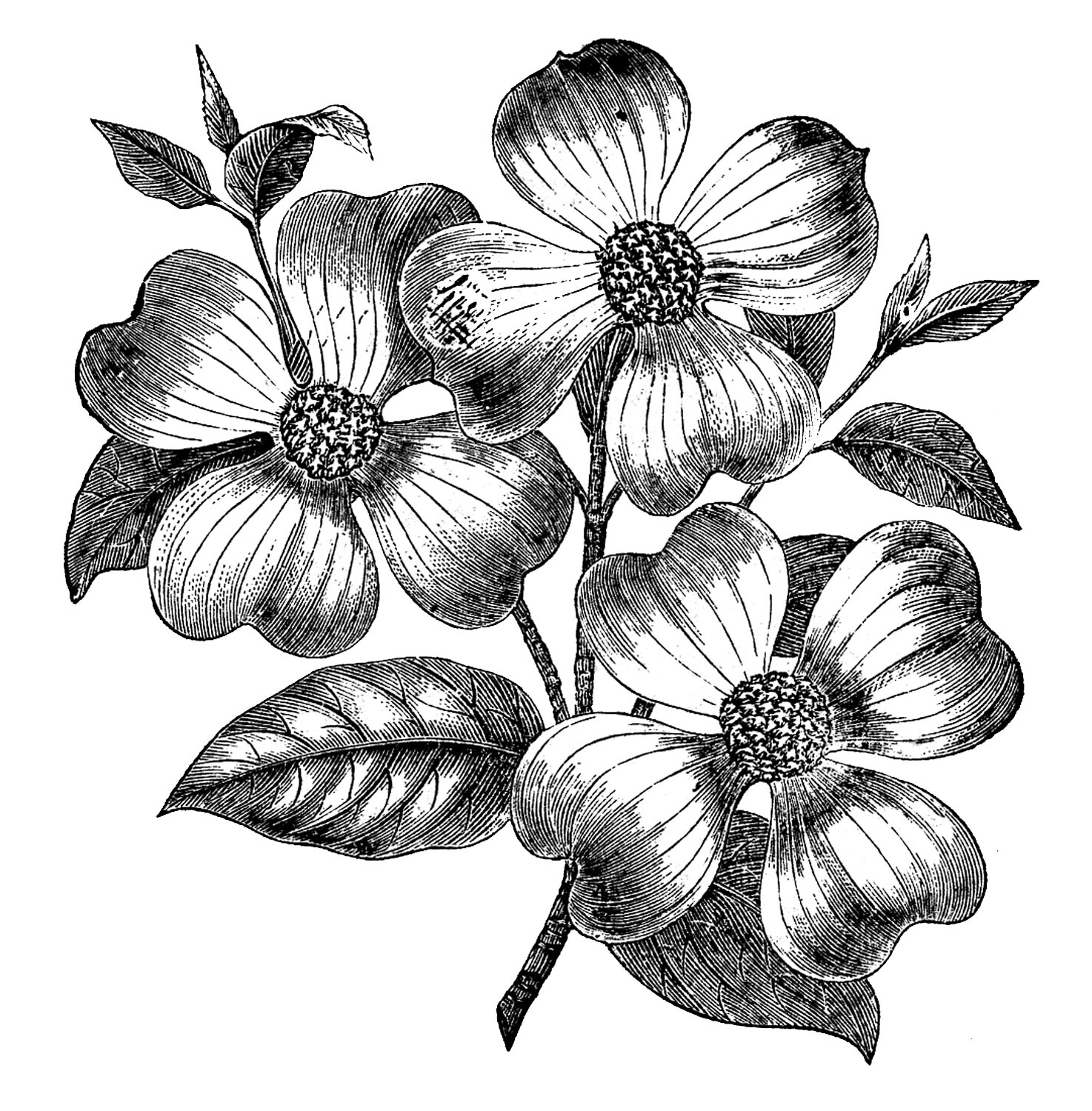 1474x1500 Free Vintage Images - Dogwood Flower Drawing