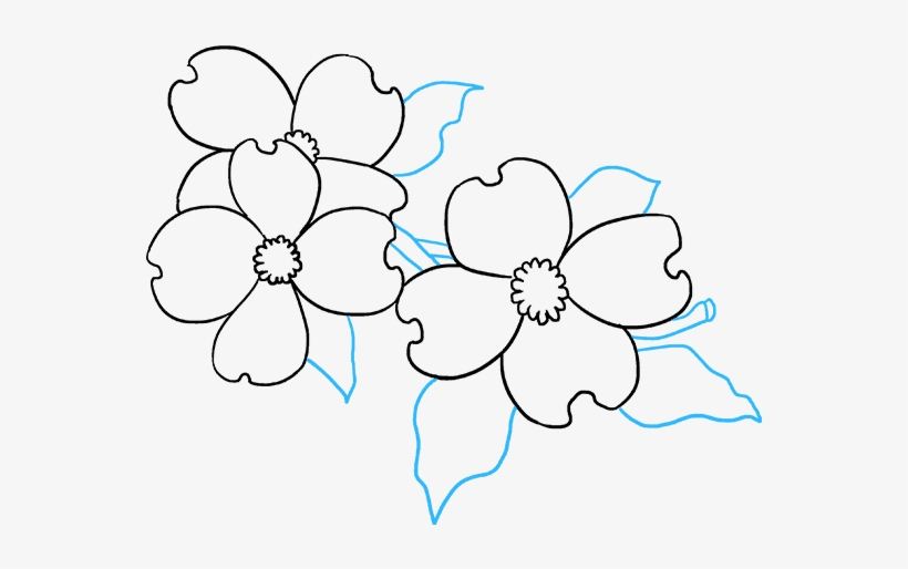 820x514 How To Draw Dogwood Flowers - Dogwood Flower Drawing