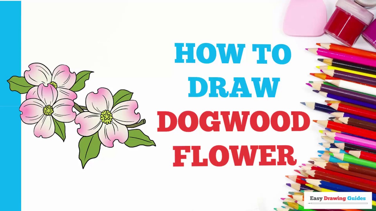 1280x720 How To Draw Dogwood Flowers In A Few Easy Steps Drawing Tutorial - Dogwood Flower Drawing