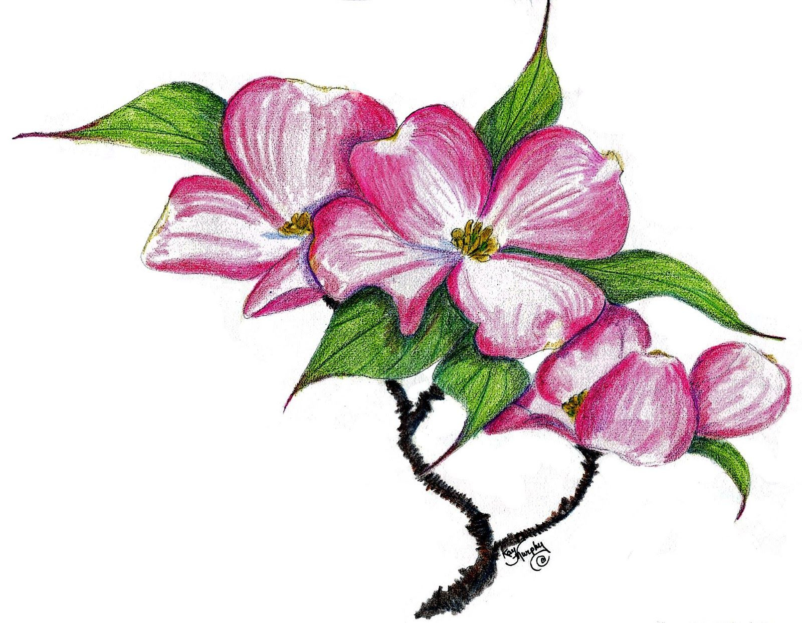 1600x1243 Tree With Flowers Drawing And Dogwood Tree Drawing - Dogwood Flower Drawing