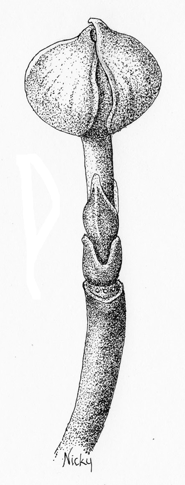 600x1572 Wildflower Of The Year Cornus Florida - Dogwood Flower Drawing