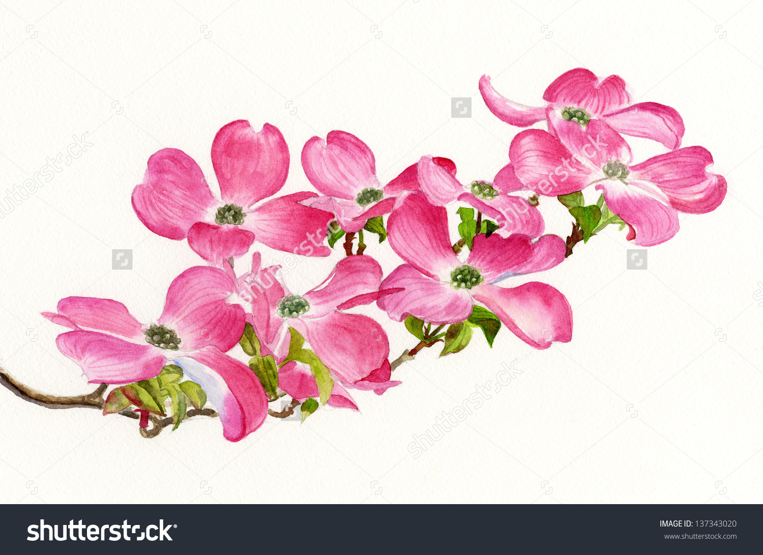 Dogwood Flower Drawing At Explore Collection Of