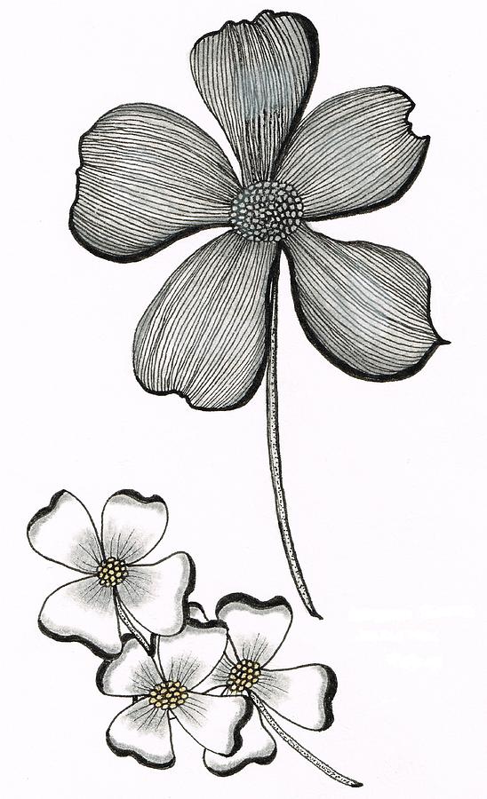 548x900 Dogwood Flower Drawing - Dogwood Flower Drawing