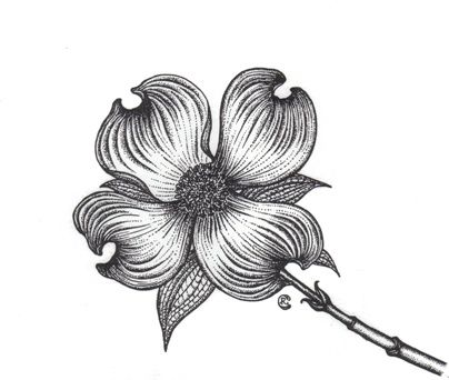 404x342 Dogwood Cornus Florida Drawing - Dogwood Line Drawing