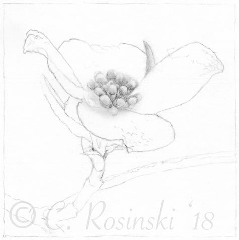 475x477 dogwood flower drawing carol's drawing blog - Dogwood Line Drawing