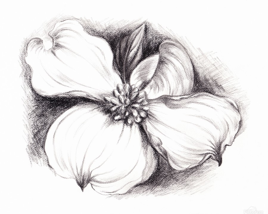 900x720 Dogwood Flower In Charcoal - Dogwood Line Drawing