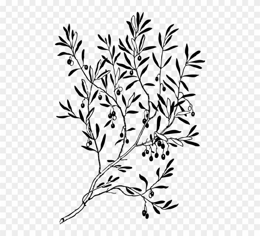 880x800 Dogwood Tree Drawing Buy Clip Art - Dogwood Line Drawing