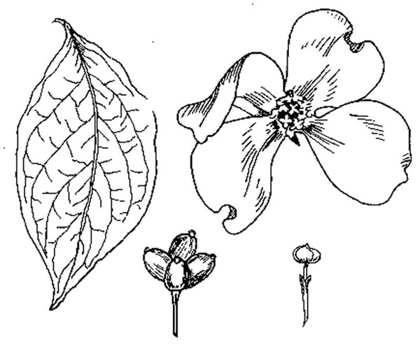 600x496 Dogwood Tree Drawing Gallery Images - Dogwood Line Drawing