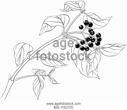 540x467 Drawing Dogwood Fruit Stock Photos And Images Age Fotostock - Dogwood Line Drawing