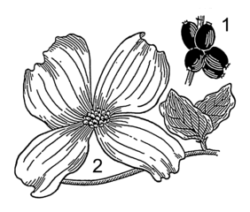 282x240 Filedogwood - Dogwood Line Drawing