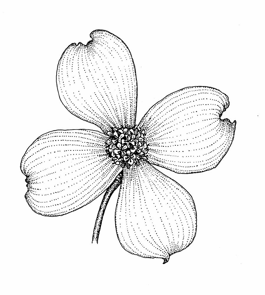 898x1000 Dogwood Drawing Outline For Free Download - Dogwood Line Drawing
