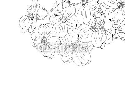 400x300 hand drawn, dogwood, line art buy photos ap images detailview - Dogwood Line Drawing