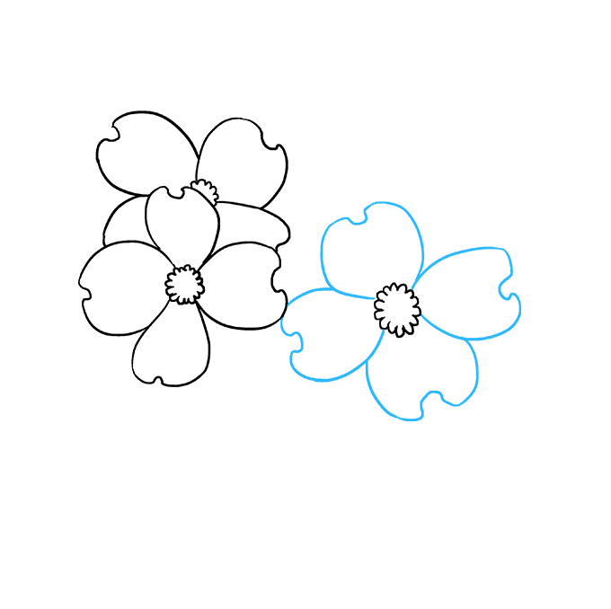 680x678 How To Draw Dogwood Flowers - Dogwood Line Drawing