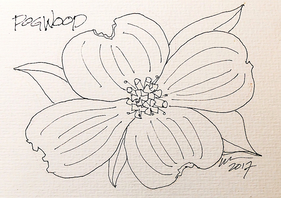 950x672 inktober, dogwood d katie powell art - Dogwood Line Drawing