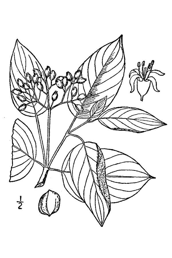 600x900 Large Image For Cornus Amomum - Dogwood Line Drawing