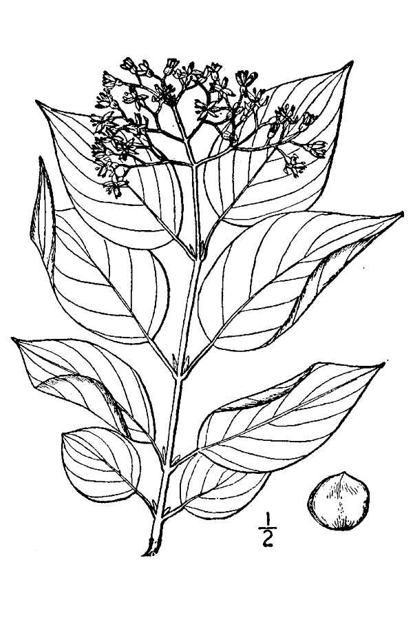 Dogwood Line Drawing at PaintingValley.com | Explore collection of ...