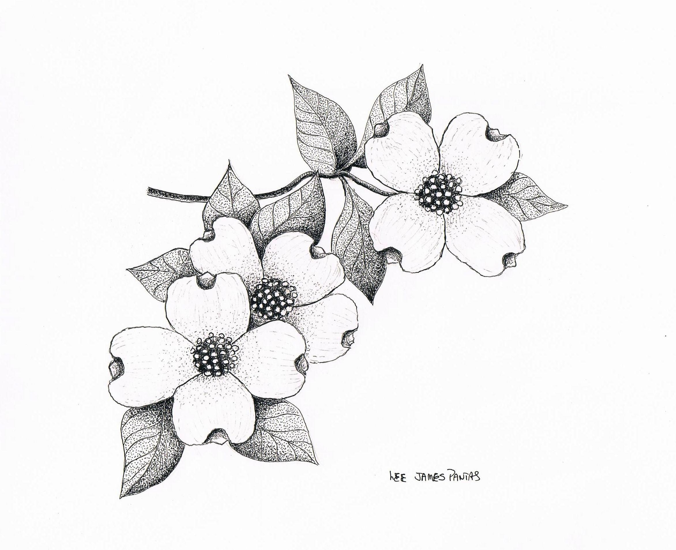 2344x1908 Drawn Wildflower Dogwood Free Clip Art Stock Illustrations - Dogwood Line Drawing