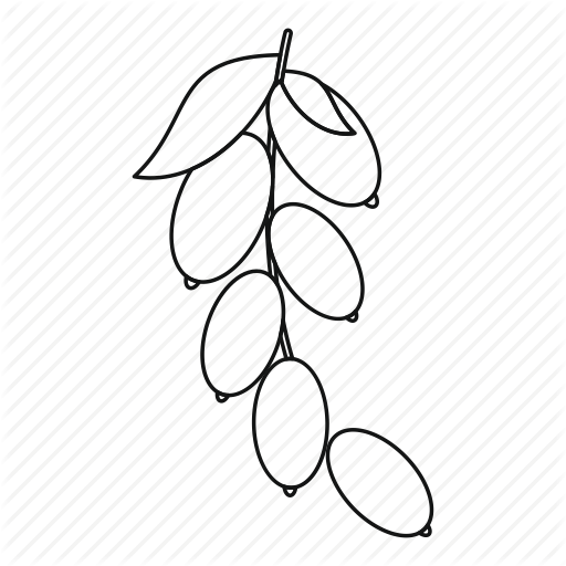 512x512 berry, cornel, dogwood, fruit, line, outline, thn - Dogwood Line Drawing