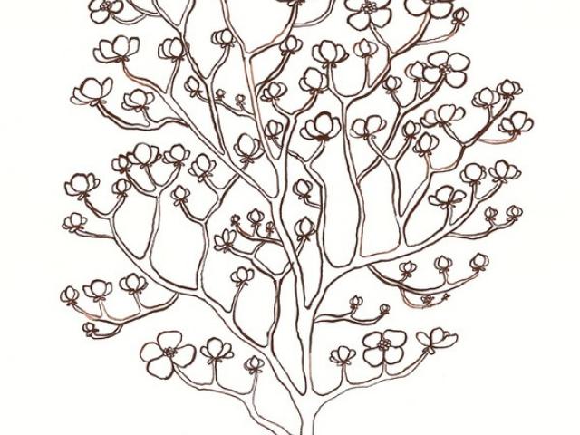 640x480 Dogwood Tree Drawing - Dogwood Tree Drawing