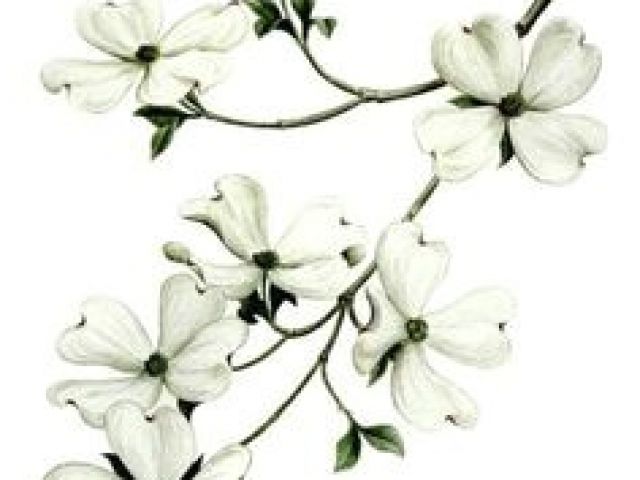 640x480 Dogwood Tree Drawing Best Dogwood Flowers Images Dogwood - Dogwood Tree Drawing