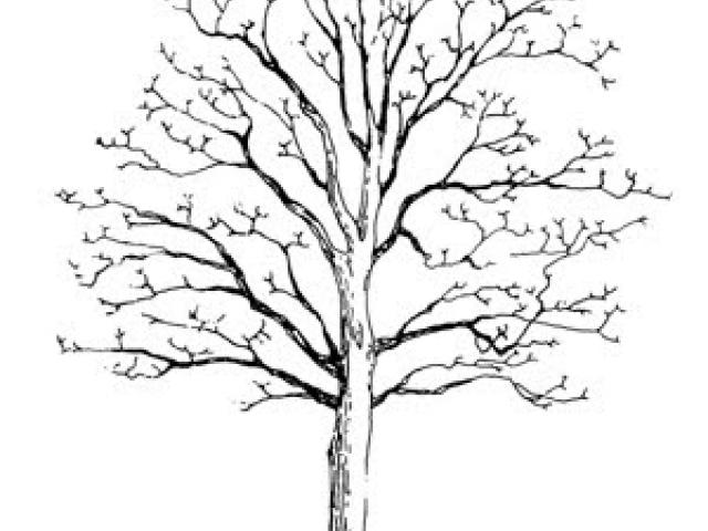 640x480 Dogwood Tree Drawing - Dogwood Tree Drawing