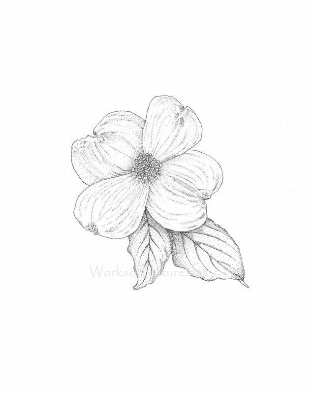 640x800 Dogwood Tree Drawing At Com Free For Personal Us On Dogwood Flower - Dogwood Tree Drawing