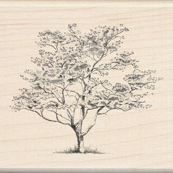 350x350 dogwood tree, horizontal branch structure challenge - Dogwood Tree Drawing