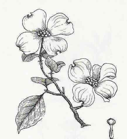 434x476 dogwood tree so many memories! my favorite tree bird - Dogwood Tree Drawing