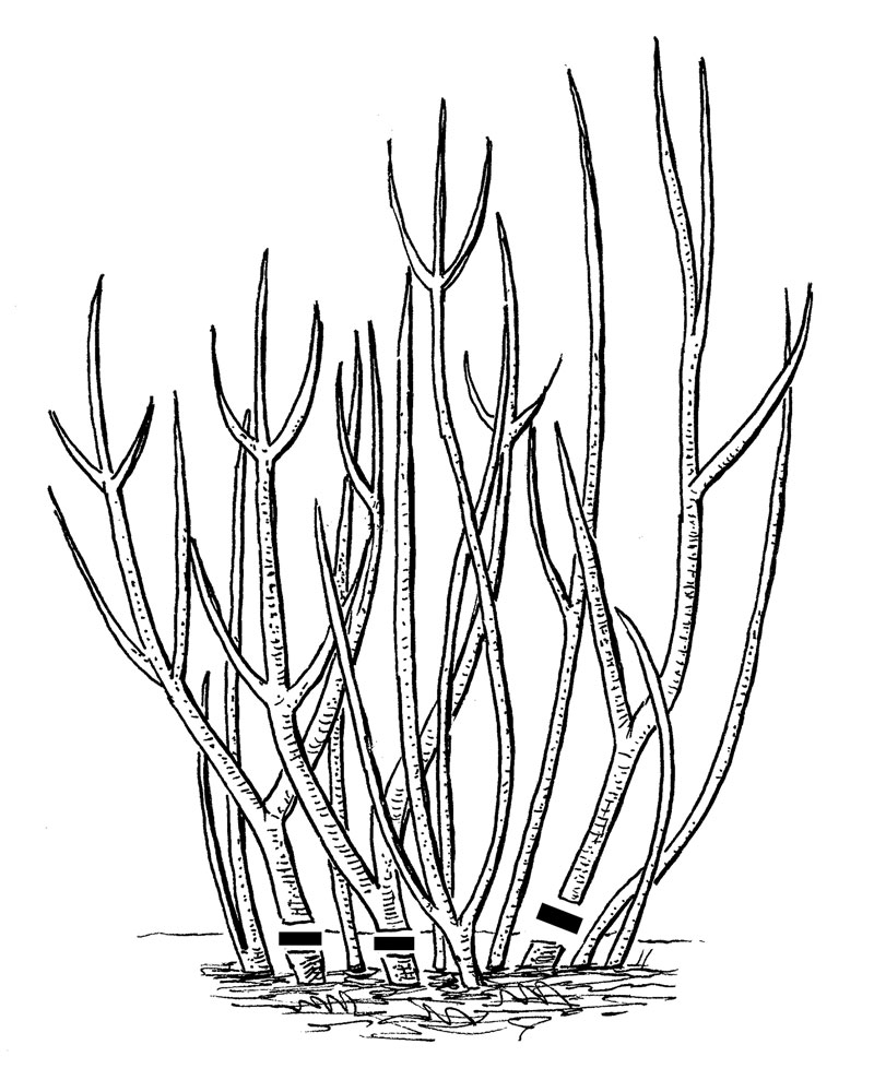 800x1000 Drawn Branch Dogwood Tree - Dogwood Tree Drawing