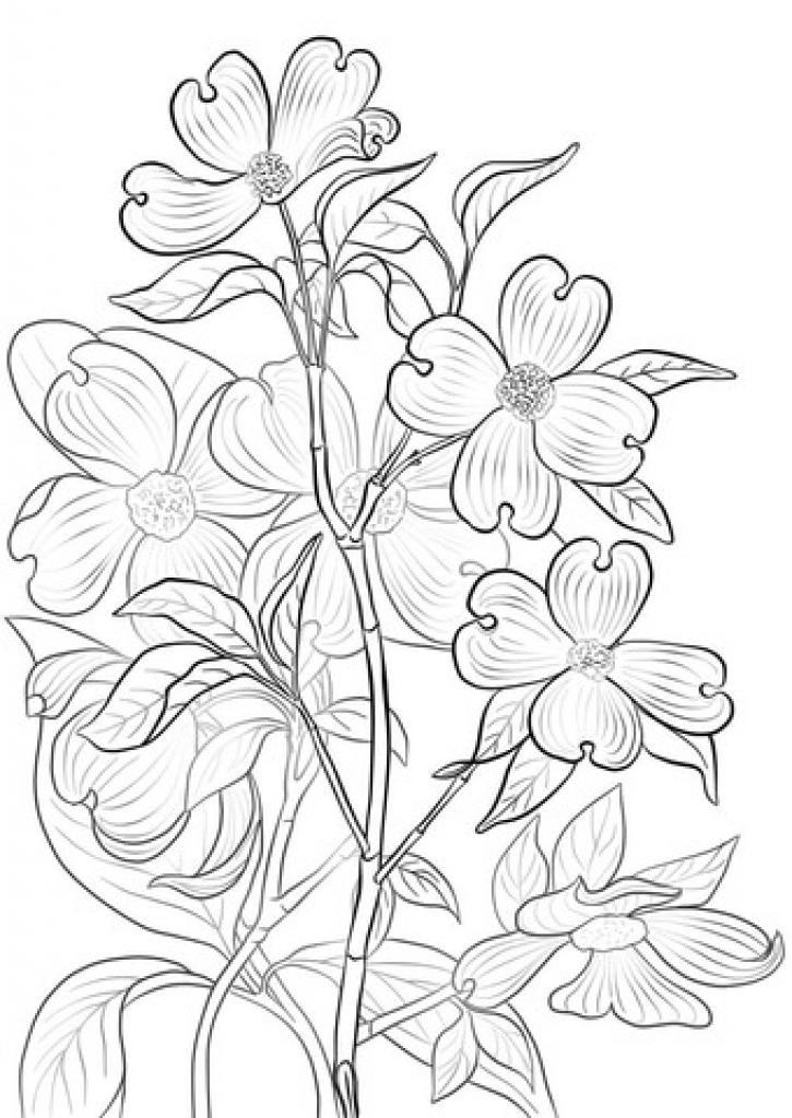 725x1024 Free Dogwood Tree Drawing, Download Free Clip Art, Free Clip Art - Dogwood Tree Drawing