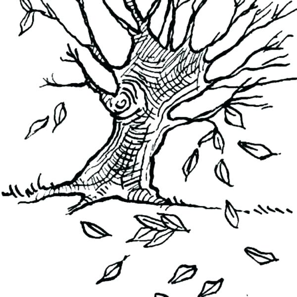 600x600 Holly Leaf Template Coloring Pages Autumn Outline Pics - Dogwood Tree Drawing