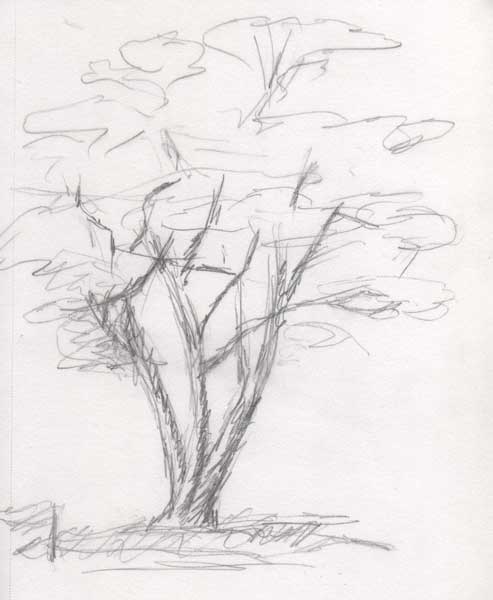 493x600 kat walk designs library sketches and musings on pler - Dogwood Tree Drawing