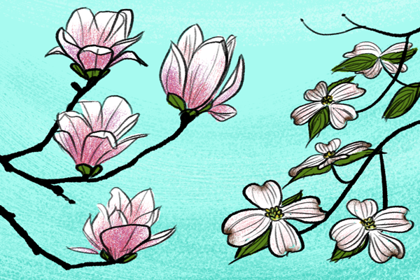 600x400 Spring Drawings How To Draw Simple Flowers - Dogwood Tree Drawing