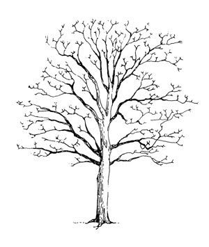 300x355 Dogwood Tree Drawing - Dogwood Tree Drawing