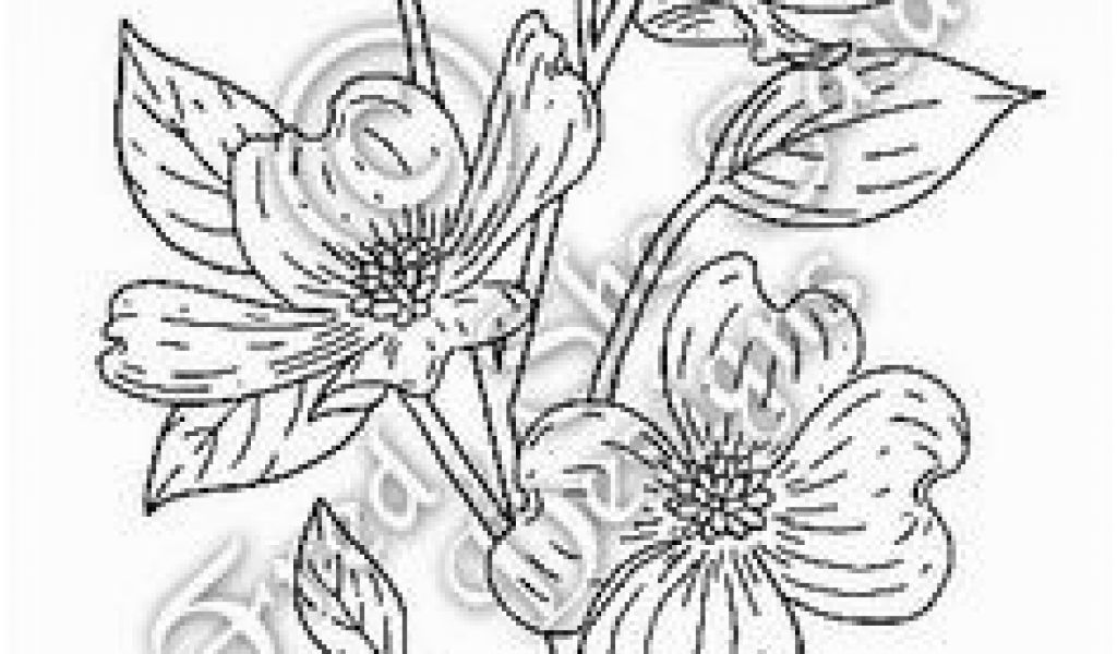 1024x600 Dogwood Tree Coloring - Dogwood Tree Drawing