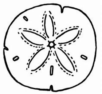 332x304 image result for how to draw sand dollar patterns sand dollar - Dollar Drawing