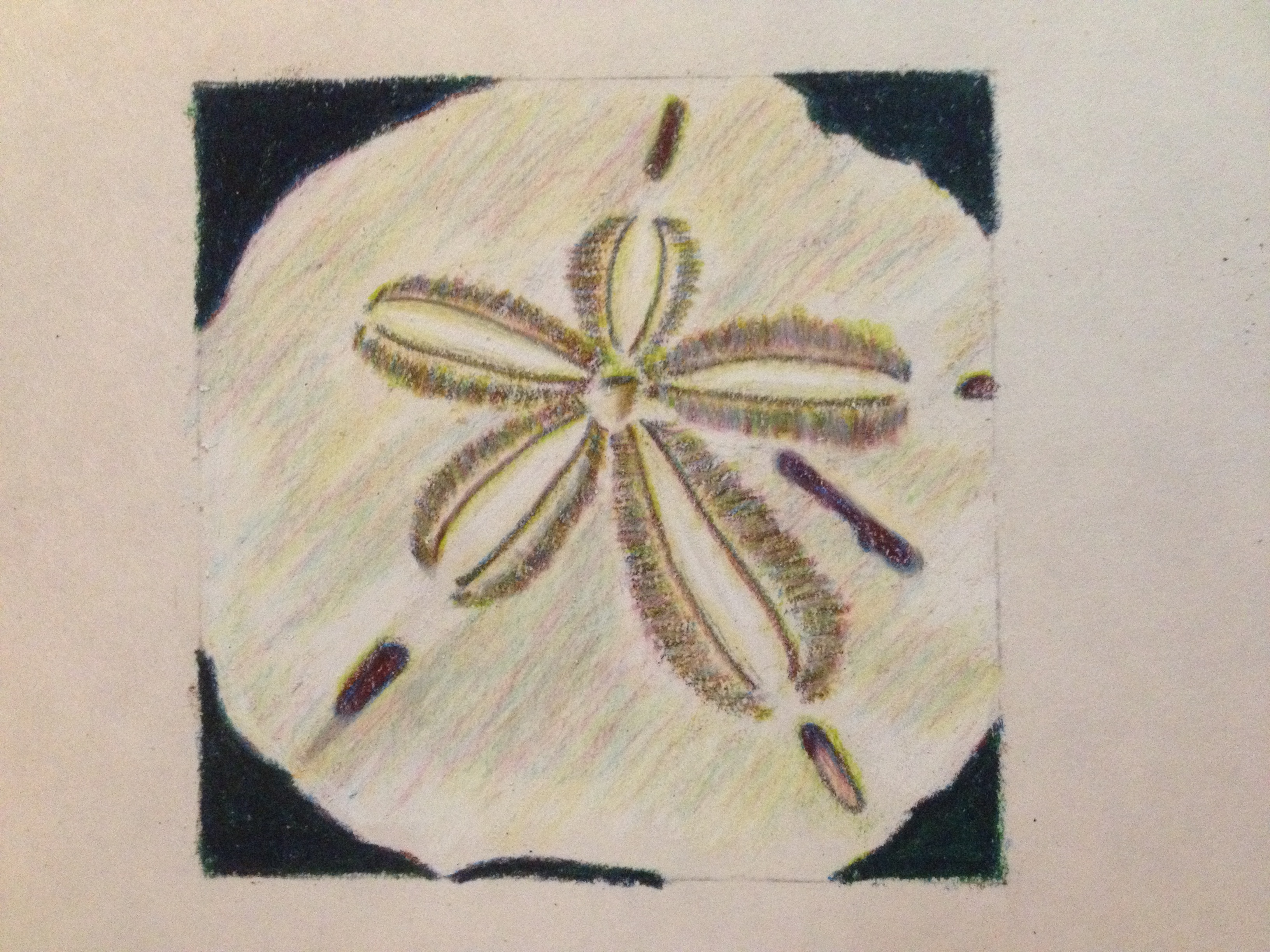 3264x2448 Sand Dollar Drawing The Swan's Nest - Dollar Drawing